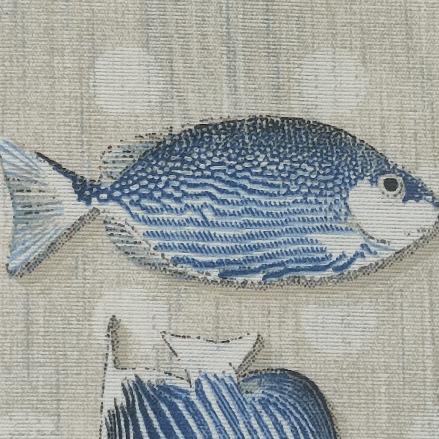 loneta peces sobre fondo gris