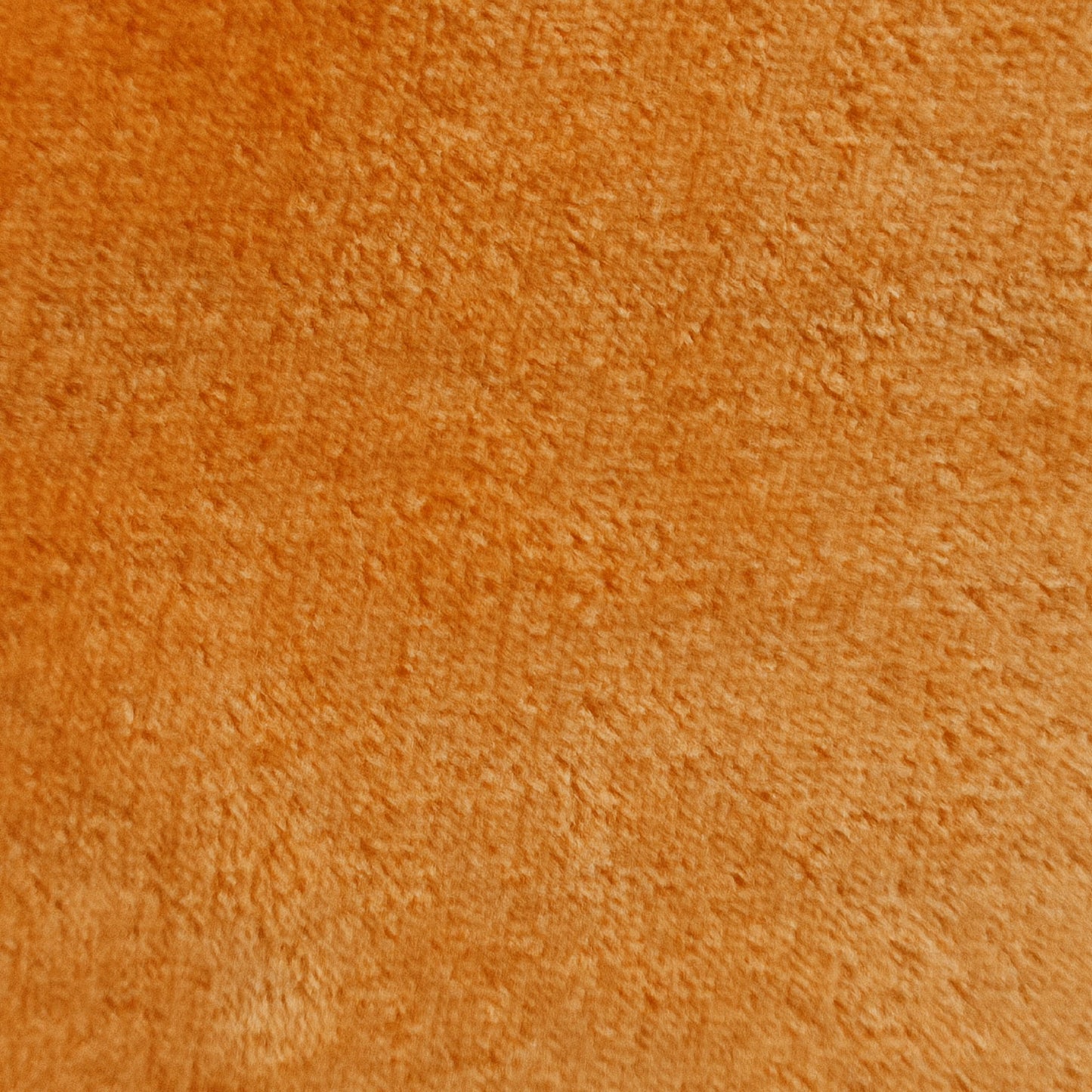 Coralina lisa