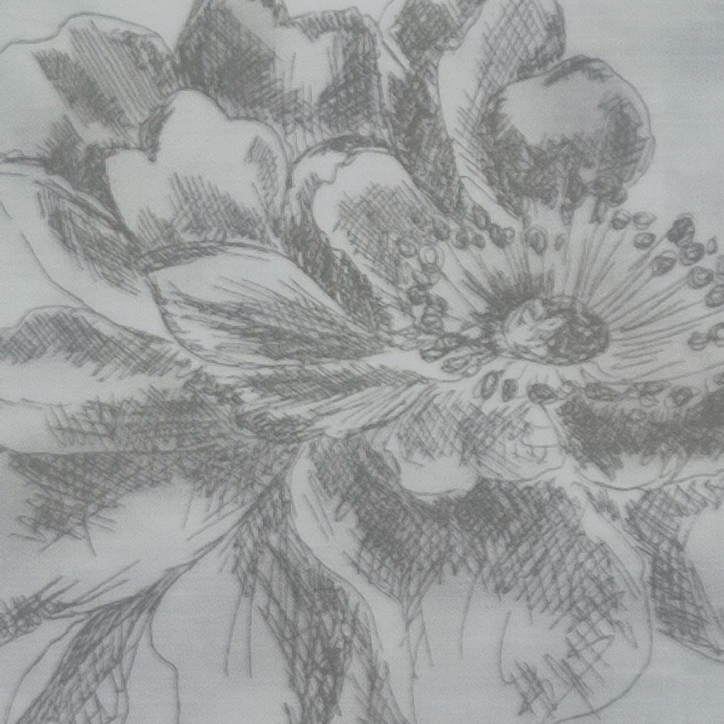 Rosas fondo blanco C120